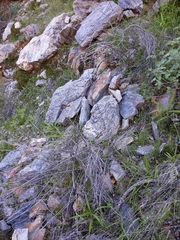Sonorella allynsmithi