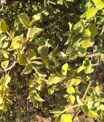 Vangueria parvifolia
