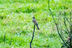 Myiarchus tyrannulus