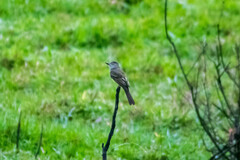 Myiarchus tyrannulus