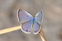 Echinargus isola