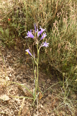 Ixiolirion tataricum