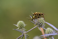 Chlorophorus varius