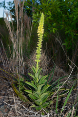 Sinningia lutea