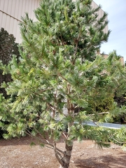 Pinus greggii
