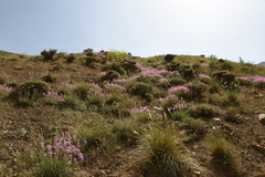 Aethionema grandiflorum