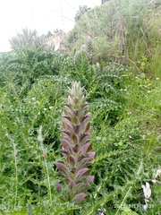 Acanthus syriacus