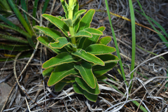 Sinningia lutea