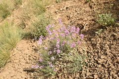 Aethionema grandiflorum