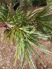 Pinus greggii