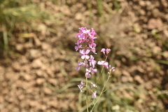 Aethionema grandiflorum