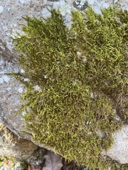 Callicladium imponens