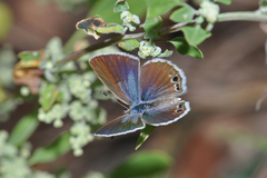 Echinargus isola
