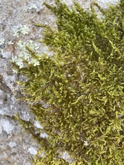 Callicladium imponens