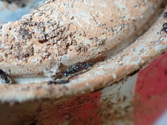 Technomyrmex difficilis