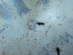 Technomyrmex difficilis