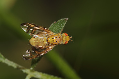 Chaetorellia loricata