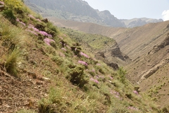 Aethionema grandiflorum