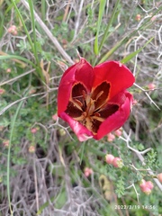 Tulipa agenensis