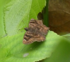 Antigonus erosus