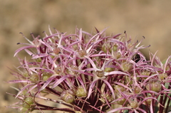 Allium elburzense