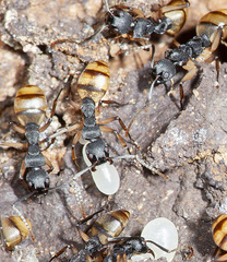 Dolichoderus laminatus