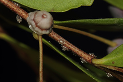 Ceroplastes rusci