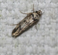 Sphyrelata nefanda