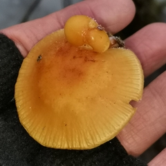 Flammulina