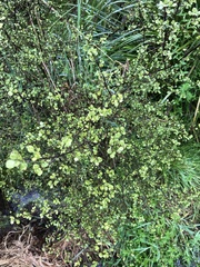 Coprosma tenuicaulis