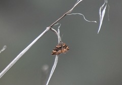 Epirrhoe plebeculata