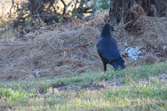 Corvus coronoides coronoides