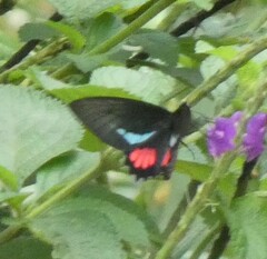 Parides lysander