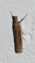Crambus leachellus