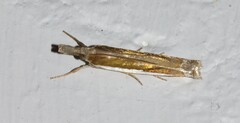 Crambus leachellus