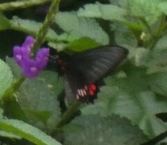 Parides lysander