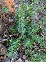 Cunninghamia lanceolata