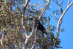 Corvus coronoides coronoides