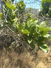 Cryptocarya alba