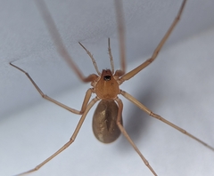 Cithaeron praedonius