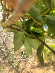 Cryptocarya alba