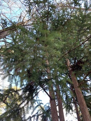 Cunninghamia lanceolata