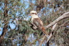 Dacelo novaeguineae novaeguineae
