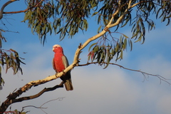 Eolophus roseicapilla albiceps