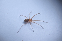 Cithaeron praedonius