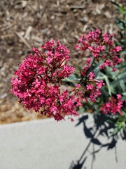 Centranthus
