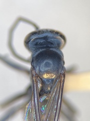 Agenioideus
