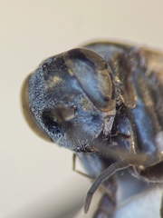 Agenioideus