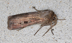 Agrotis