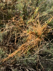 Cuscuta californica